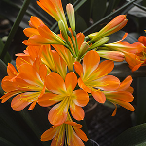 Colorado Clivia plant number 2872A.  Clivia miniata, Peach x Hattori #53.
