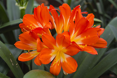 Colorado Clivia plant number 2924B.  Clivia miniata, (Multi Petal x Vico) x Dark Orange.