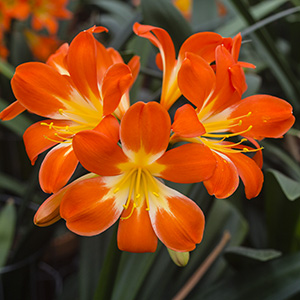 Colorado Clivia plant number 2927B.  Clivia miniata, (Multi Petal x Vico) x Dark Orange.