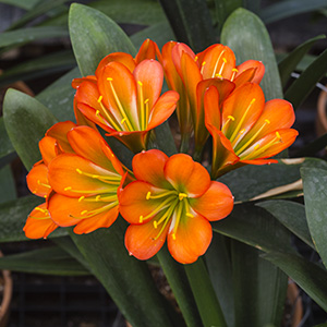 Colorado Clivia plant number 2930B.  Clivia miniata, (Green Peach x Green Group 1) x (Red 01 x Red 05).