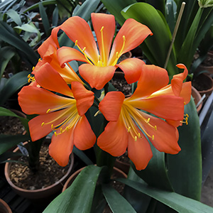 Colorado Clivia plant number 2931A.  Clivia miniata, Green Peach x (Red 01 x Red 05).