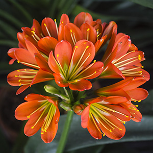 Colorado Clivia plant number 2933A.  Clivia miniata, Hattori No. 53.