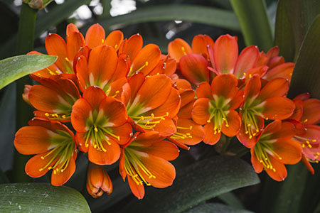 Colorado Clivia plant number 2933E.  Clivia miniata, Hattori 53.