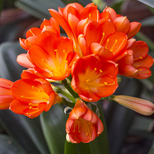 Colorado Clivia plant number 356A.  Clivia miniata, Orange Daruma.
