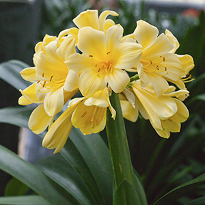Colorado Clivia plant number 363B.  Clivia miniata, San Marcos Yellow.