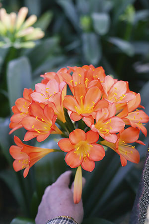Colorado Clivia plant number 373A.  Clivia miniata, Floradale Apricot.