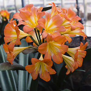 Colorado Clivia plant number 374E.  Clivia miniata, Gladys Blackbeard x Light Apricot.