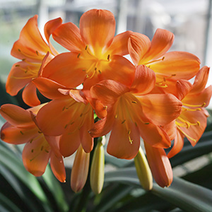 Colorado Clivia plant number 375A.  Clivia miniata, Ella Van Zyl.