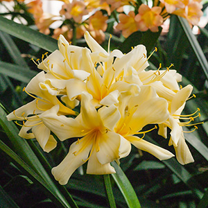 Colorado Clivia plant number 419B.  Clivia miniata, Yellow x (Dk Yel x Var Yellow).