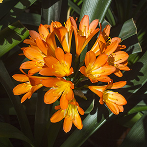 Colorado Clivia plant number 463A.  Clivia miniata, Green Center Pastel Orange x Yellow.
