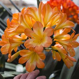 Colorado Clivia plant number 51A.  Clivia miniata, BC Red x TO Red.