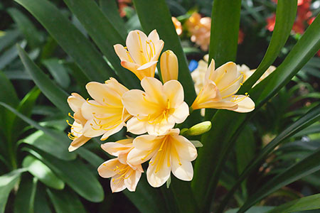 Colorado Clivia plant number 542B.  Clivia miniata, Sunrise Sunset.
