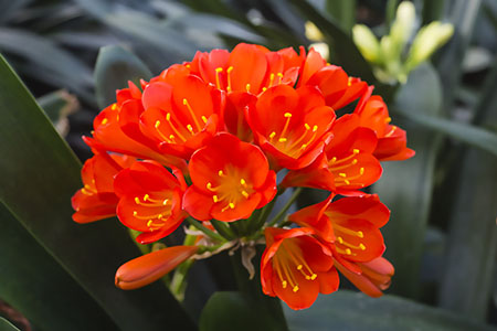 Colorado Clivia plant number 573B.  Clivia miniata, Red R01 x Red R05.