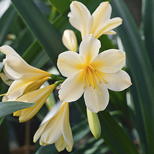 Colorado Clivia plant number 596A.  Clivia miniata, Pastel Heaven x Hennie.