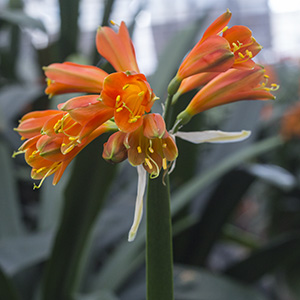 Colorado Clivia plant number 688D.  Clivia cyrt, Dark Red Cyrt.