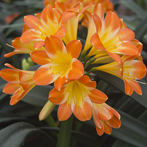 Colorado Clivia plant number 727B.  Clivia miniata, Kruger F11 Pinky Pastel.