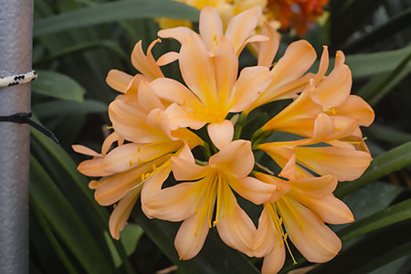 Colorado Clivia plant number 764B.  Clivia miniata, Peach Pink x Giant Peach.