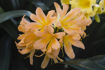 Colorado Clivia plant number 779C.  Clivia miniata,Edgar