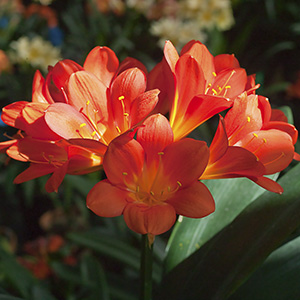 Colorado Clivia plant number 800A.  Clivia miniata, Kruger T15 x S12.