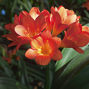 Colorado Clivia plant number 800B.  Clivia miniata, Kruger T15 x S12.