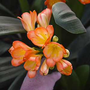 Colorado Clivia plant number 886B.  Clivia miniata, Apricot Shortleafed Monk.
