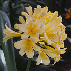 Colorado Clivia plant number 957B.  Clivia miniata, Not Holmes Red x Solomone Yellow.
