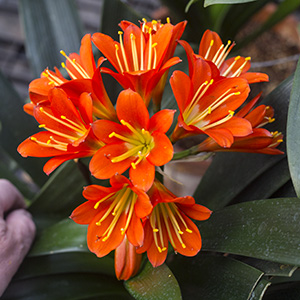 Colorado Clivia plant number 97F.  Clivia miniata, Hirao Red x TO Red.